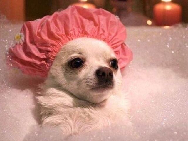 5 consejos para mantener el pelaje de tu mascota suave y saludable de forma natural