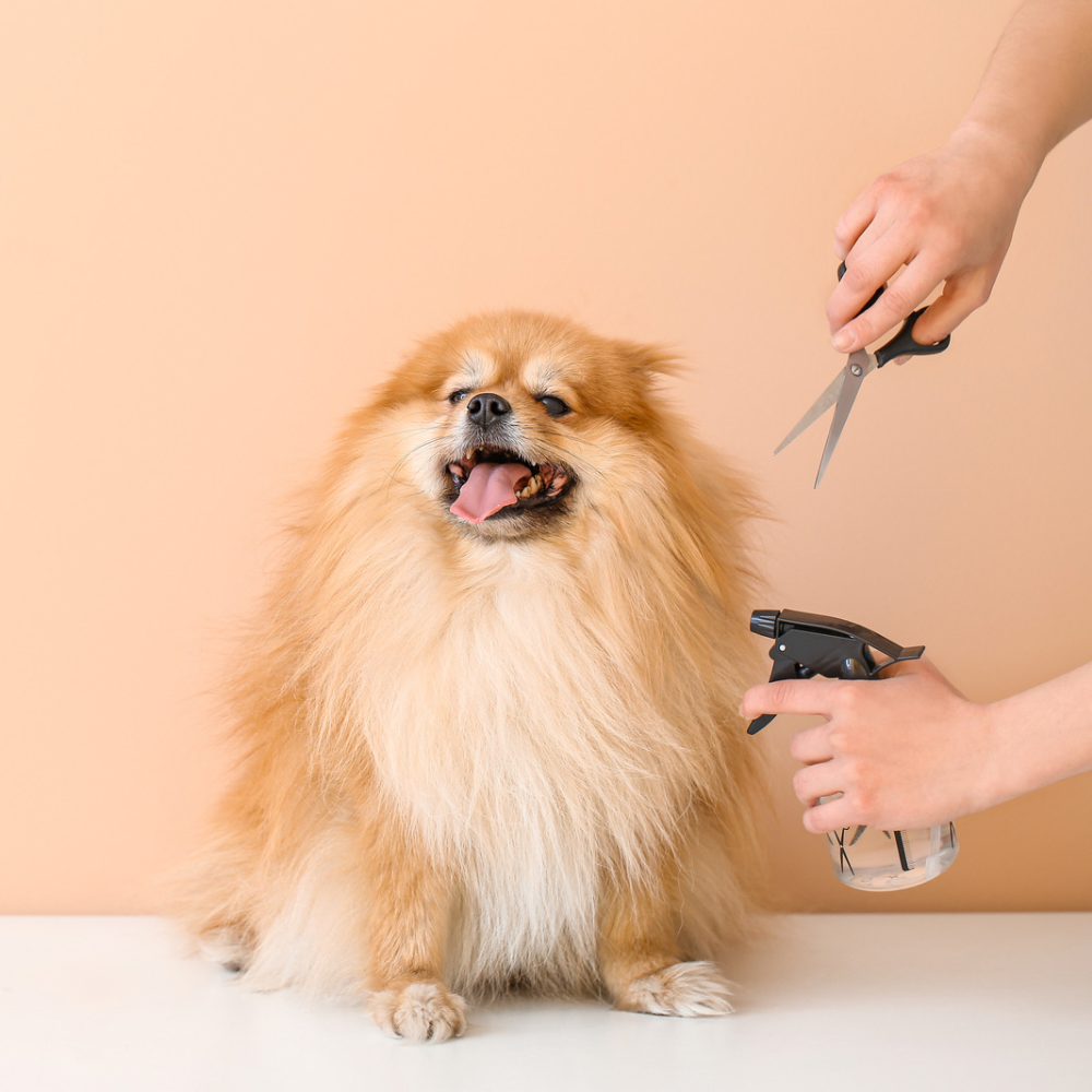 Cuidados post-baño: cómo mantener su pelito más tiempo limpio