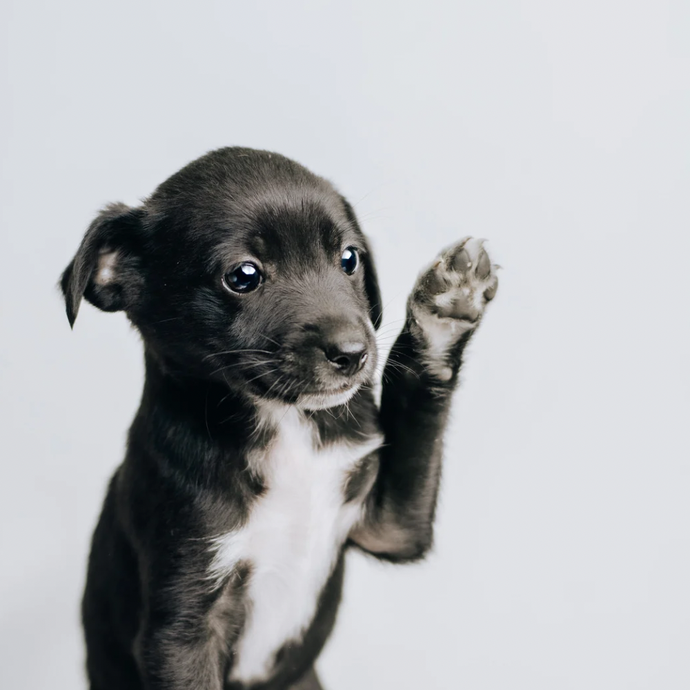 Bálsamos y ungüentos